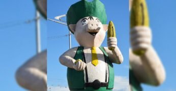 Porquinho de Lucas do Rio Verde MT